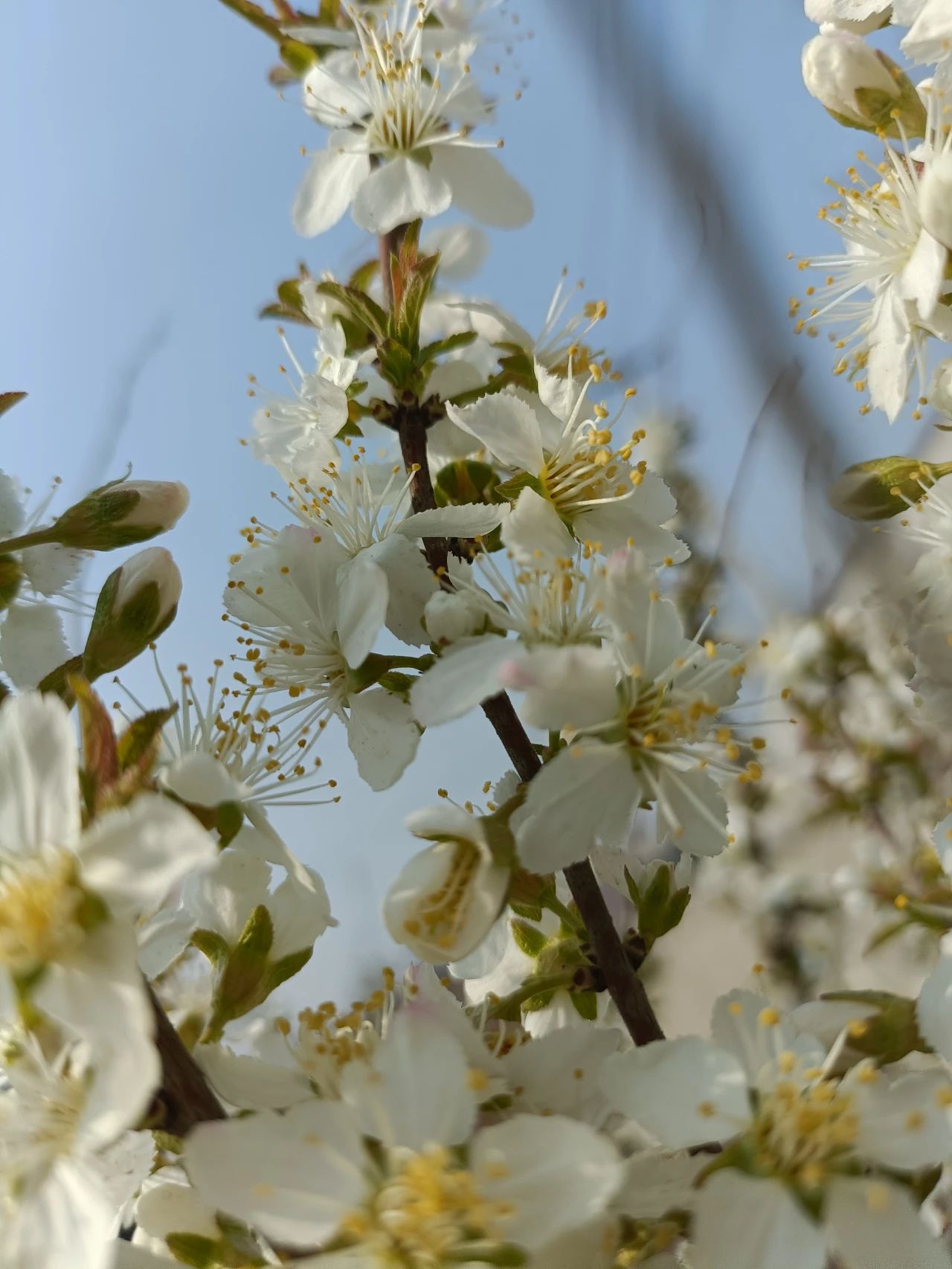 零點(diǎn)花開(kāi)