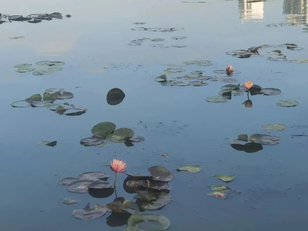 安慶西小湖水環境治理項目