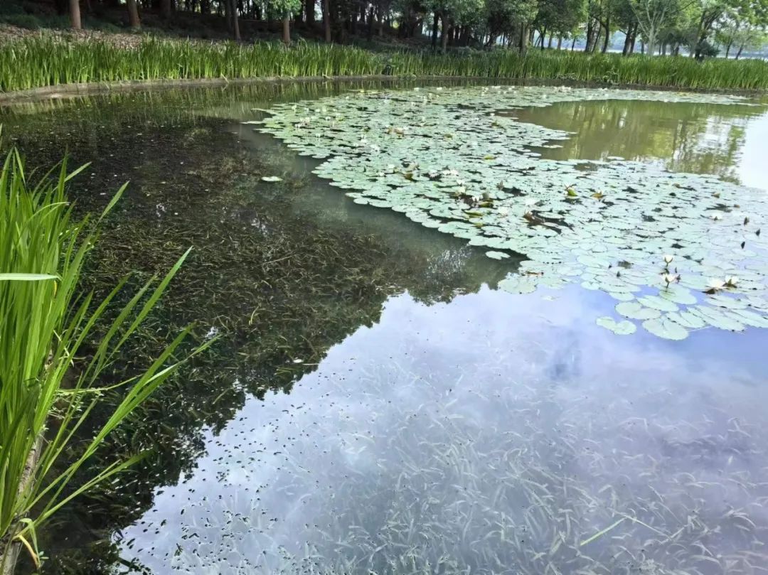 安慶西小湖水環境治理項目