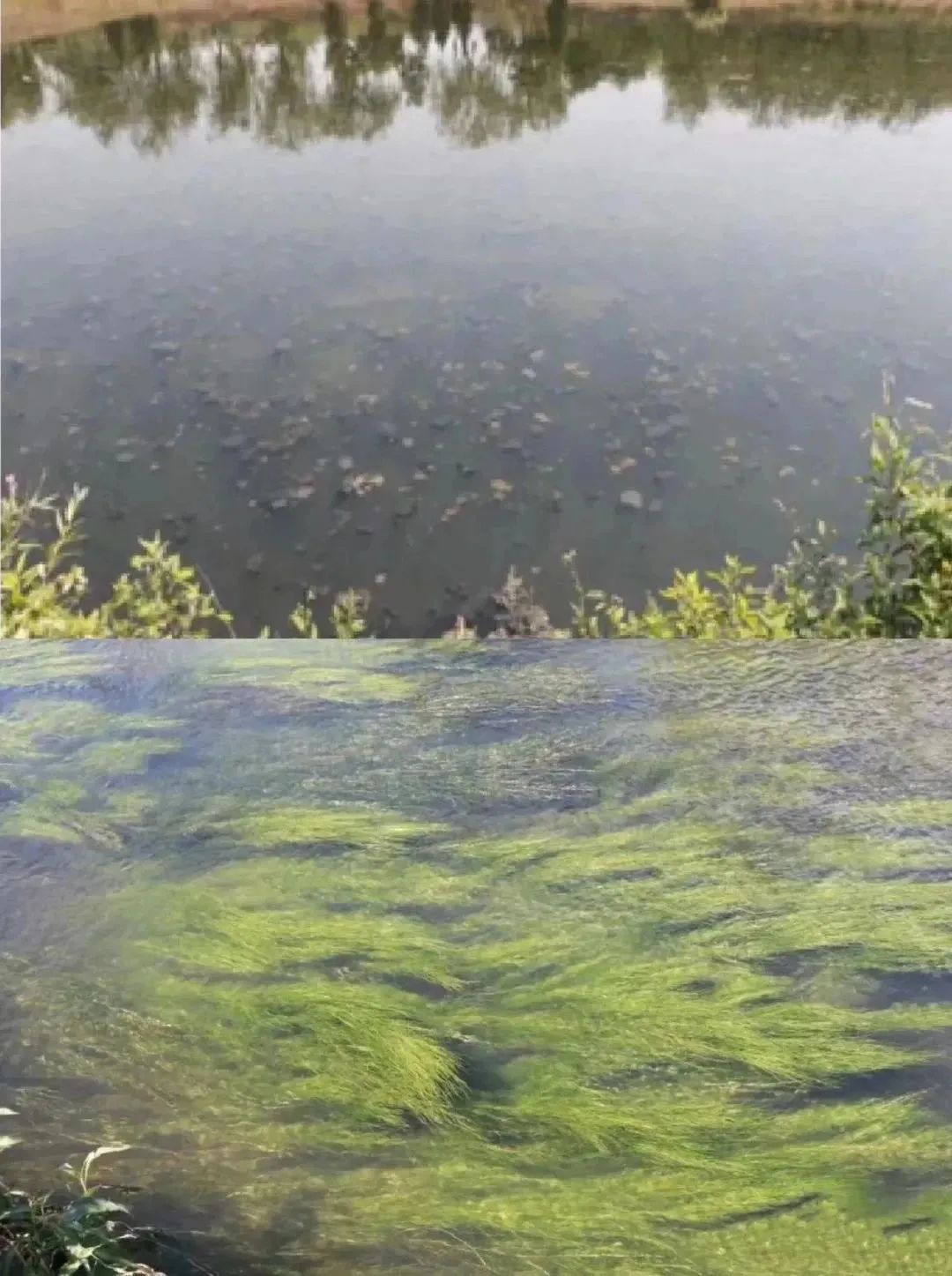 安慶西小湖水環境治理項目