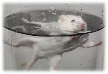 动物实验