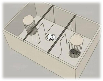 动物实验
