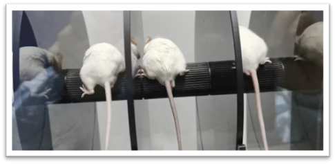 动物实验
