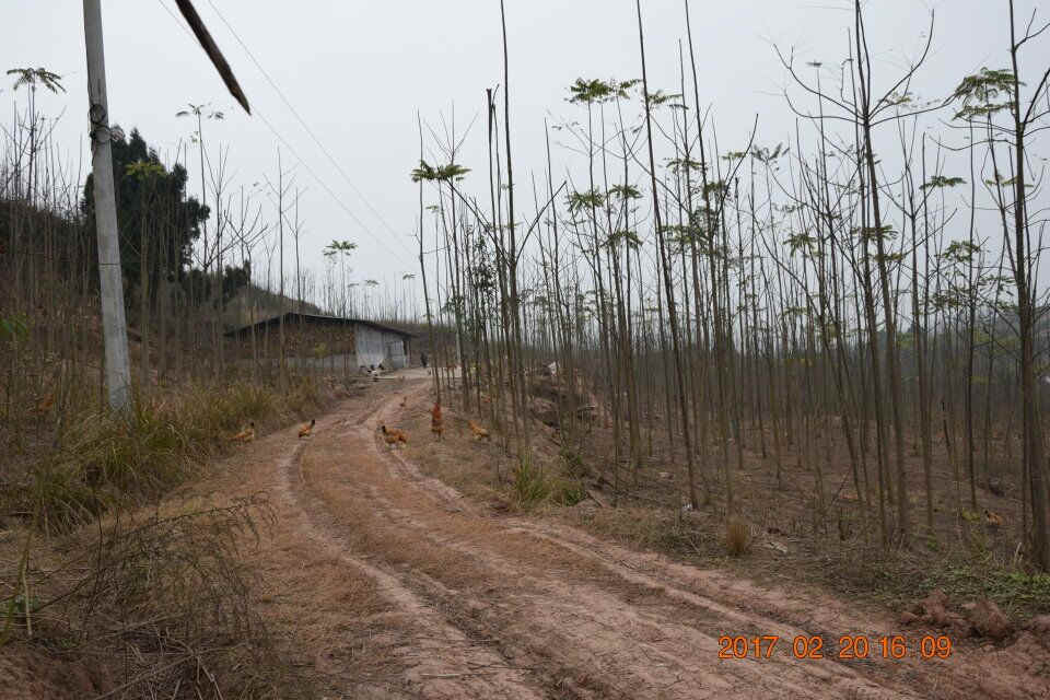 鸡群