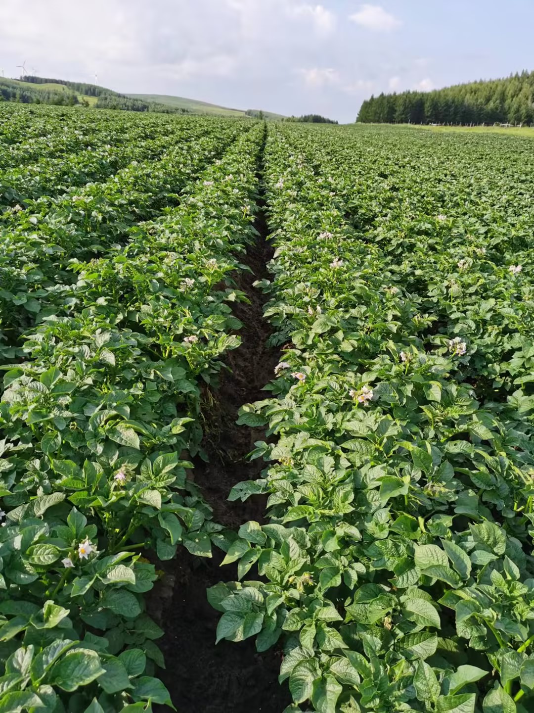 内蒙古种植基地