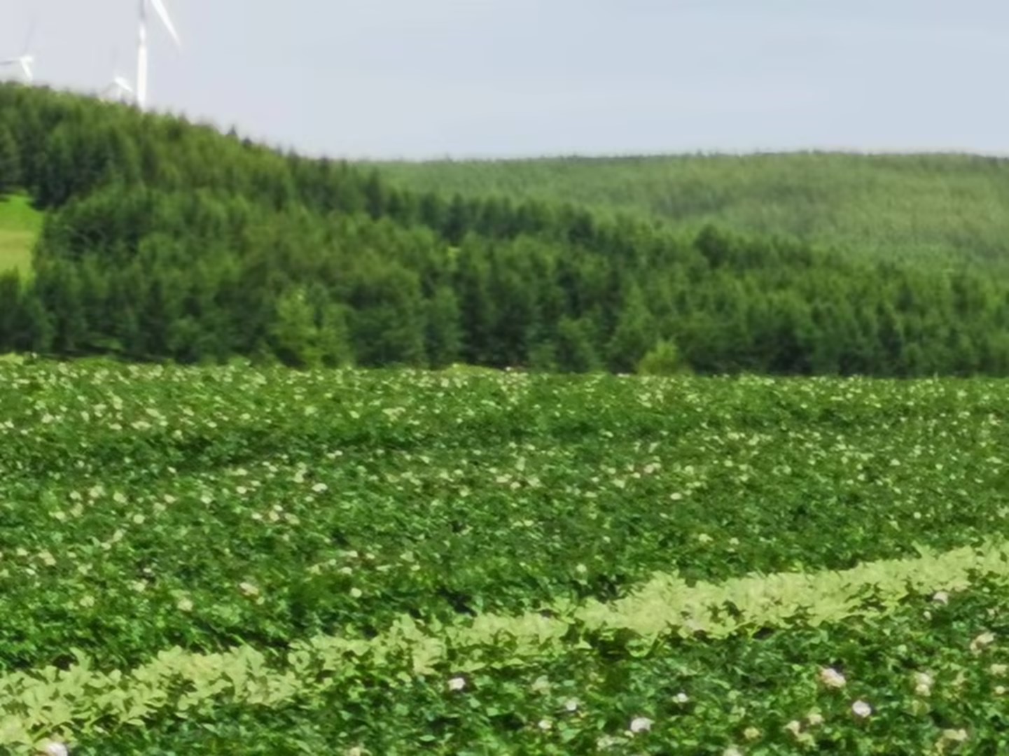 内蒙古种植基地