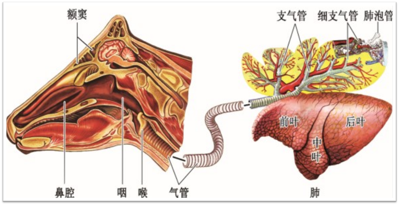 呼吸系统