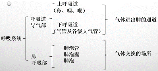 呼吸系统