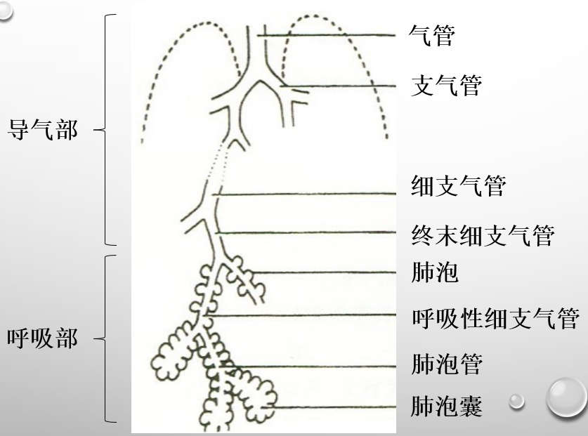 呼吸系统