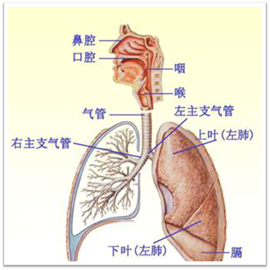 呼吸系统