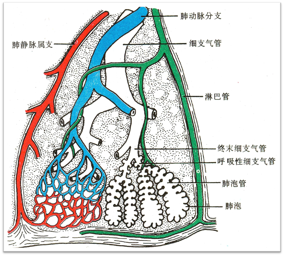 呼吸系统