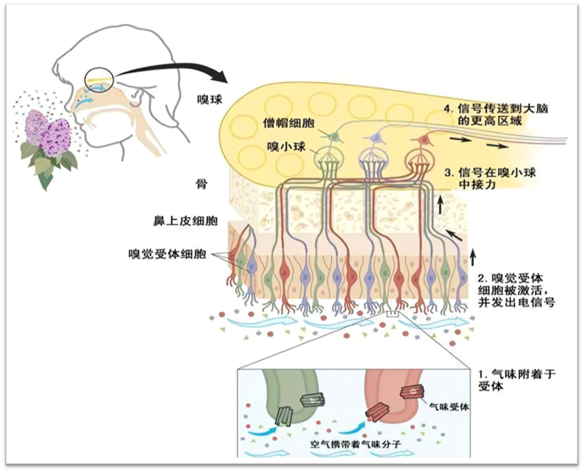 呼吸系统