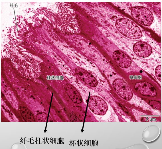 呼吸系统
