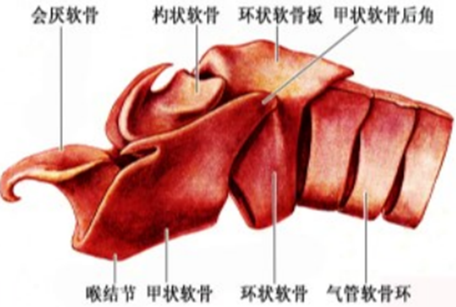 呼吸系统