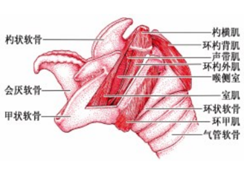 呼吸系统