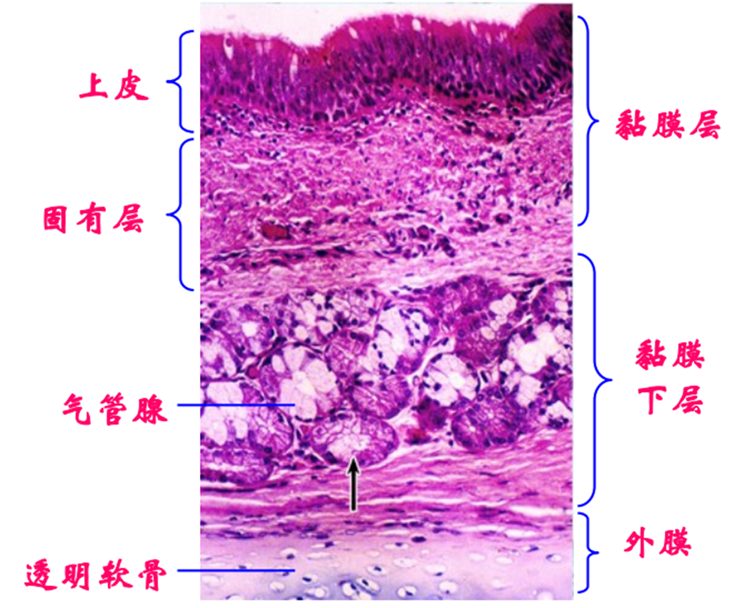 呼吸系统