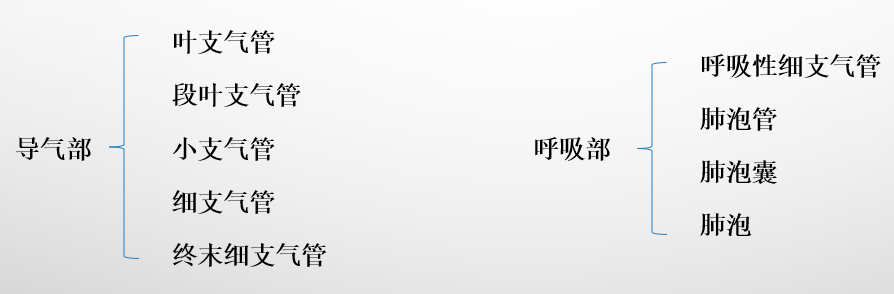 呼吸系统