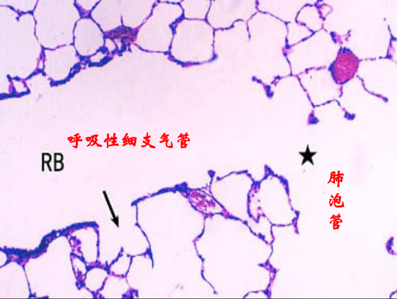 呼吸系统