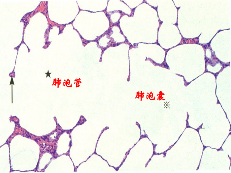 呼吸系统