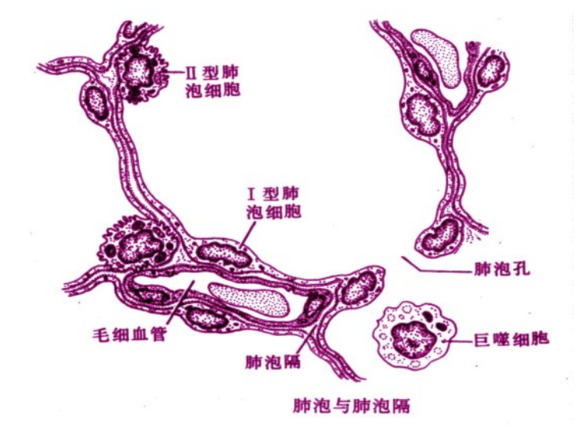 呼吸系统
