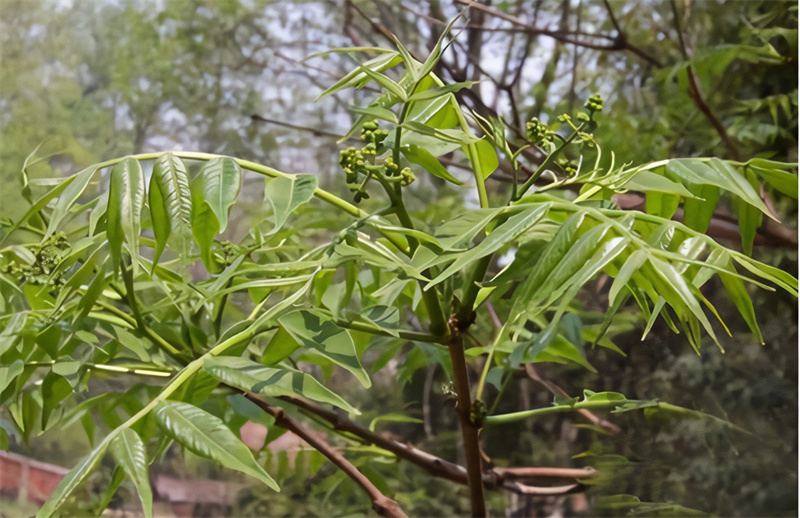 黄柏