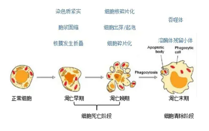 流式细胞术