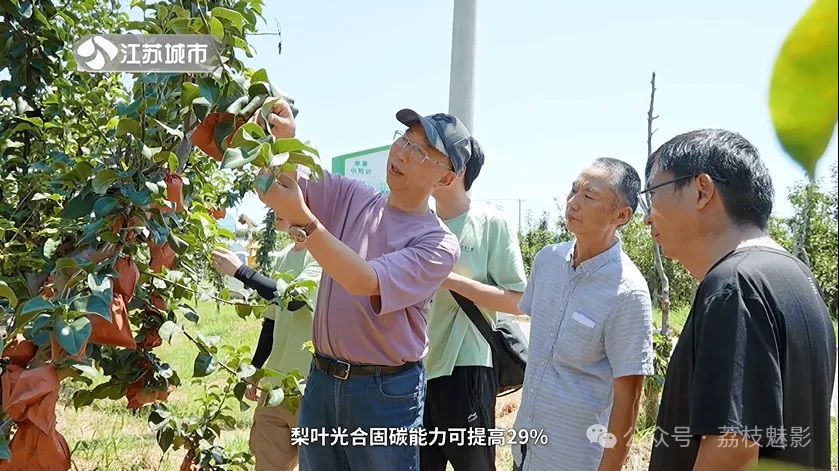 南京農(nóng)業(yè)大學(xué)園藝學(xué)院