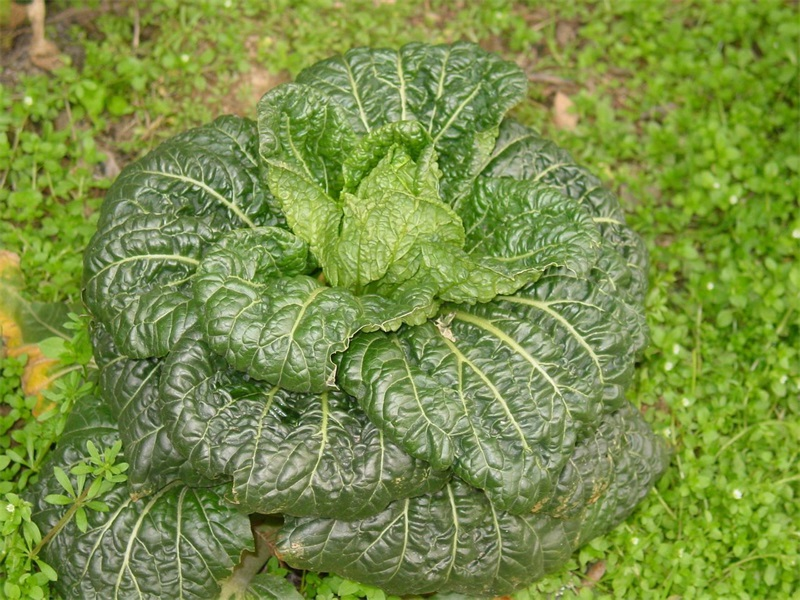 南充冬菜