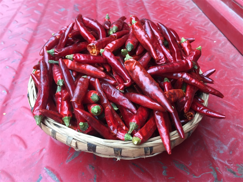 西充二荆条辣椒