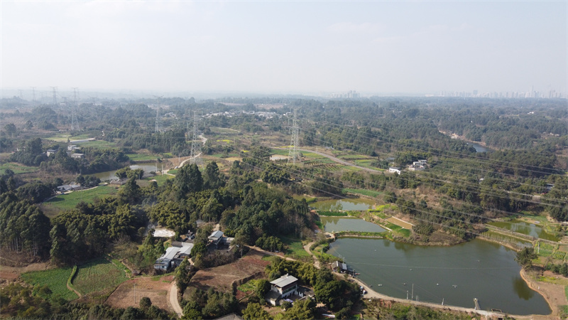 蓝花楹种植基地