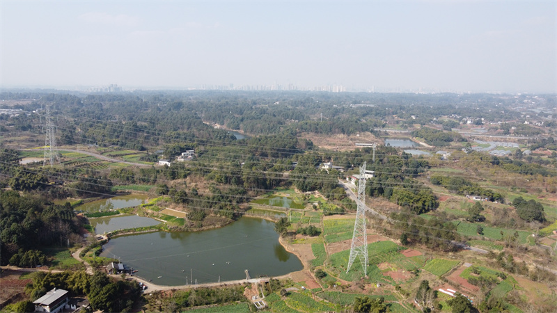 蓝花楹种植基地