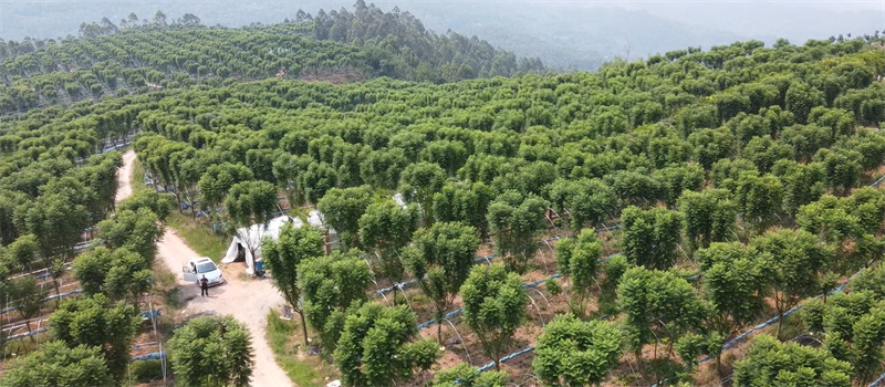 蓝花楹种植基地