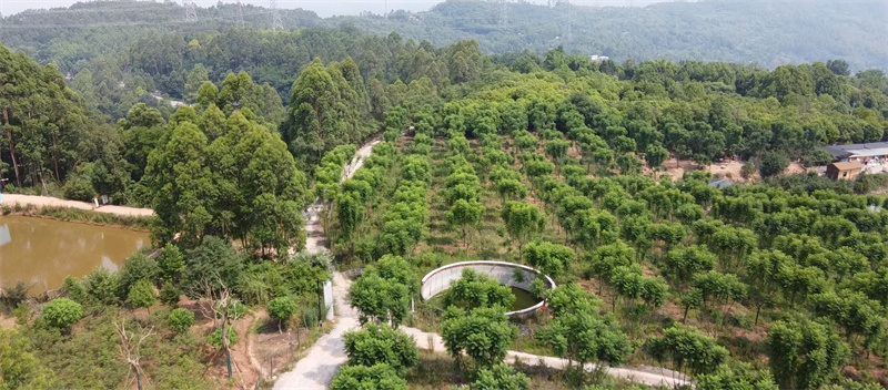 蓝花楹种植基地