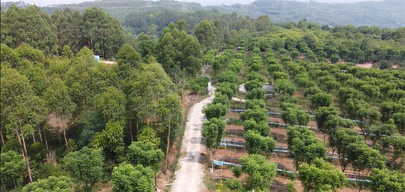 蓝花楹种植基地