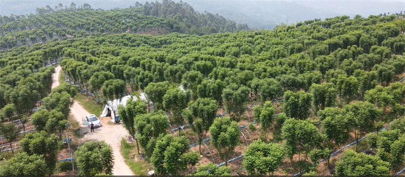 蓝花楹种植基地