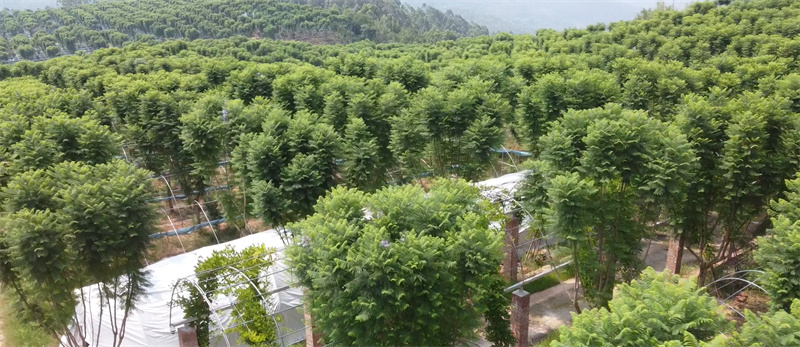 蓝花楹种植基地