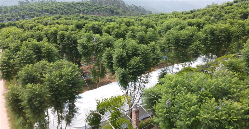 蓝花楹种植基地