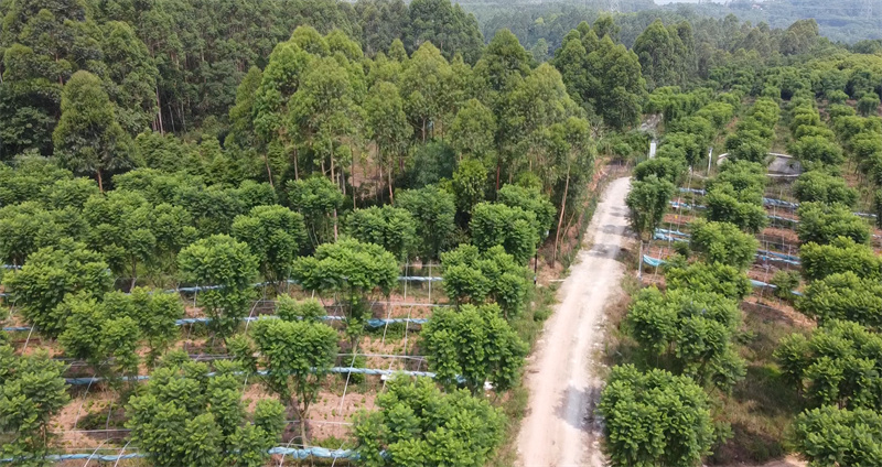 蓝花楹种植基地