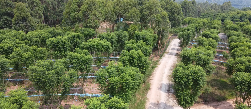 蓝花楹种植基地