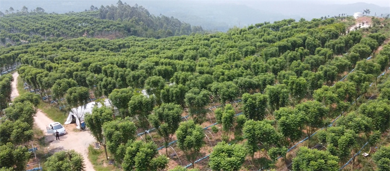 蓝花楹种植基地