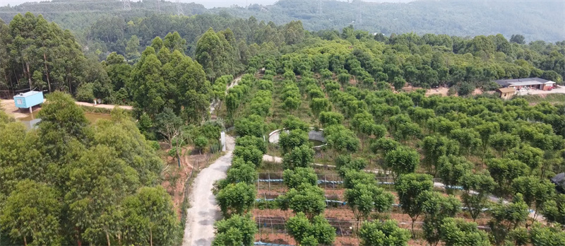 蓝花楹种植基地