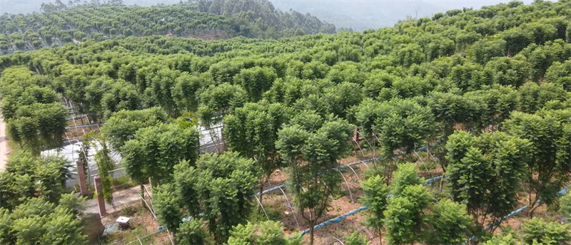 蓝花楹种植基地