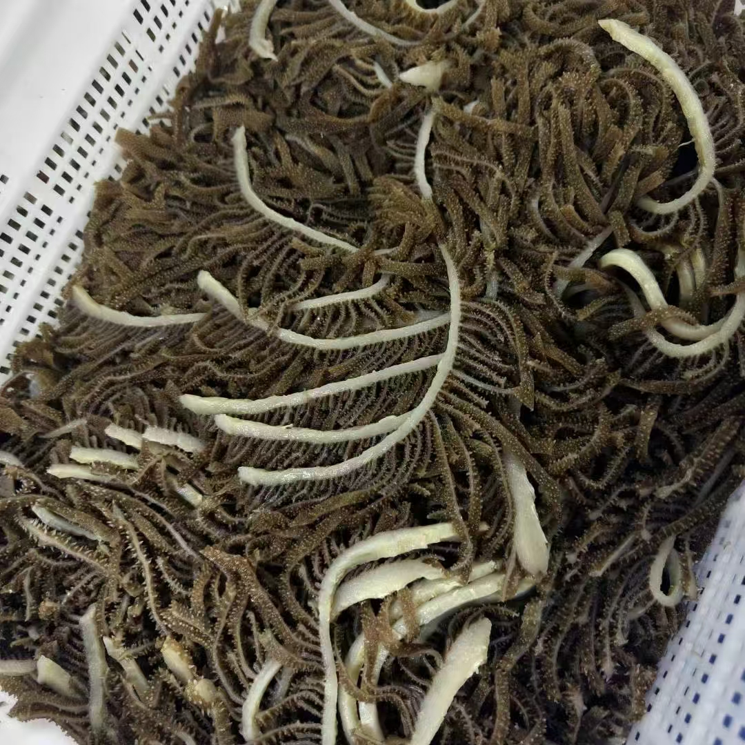 毛肚（黑丝）