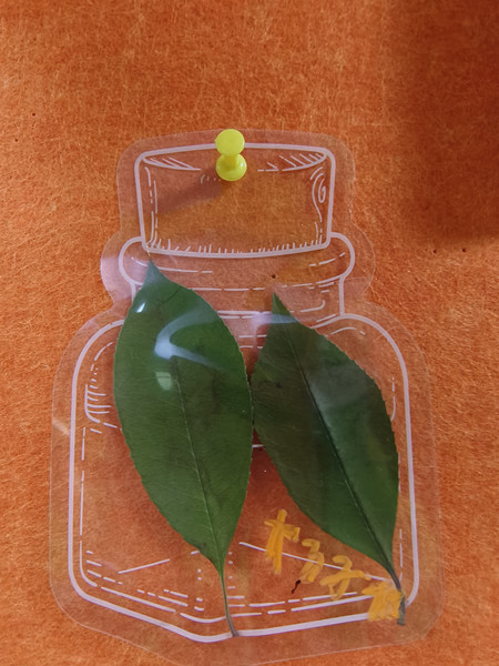 自闭症学校