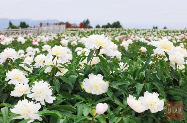中江芍药