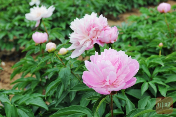 中江芍药