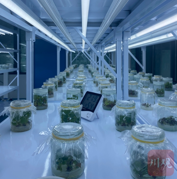 中江芍药