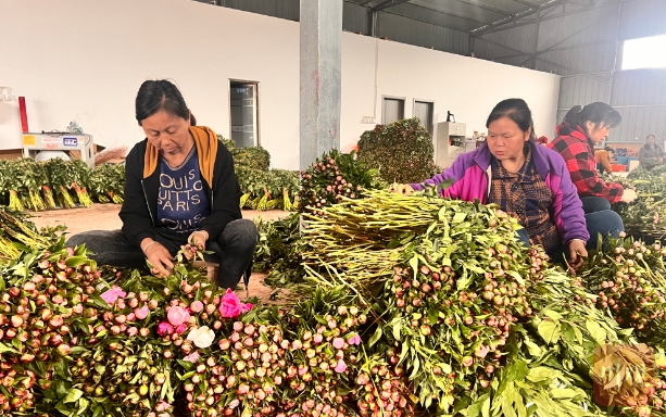 中江芍药