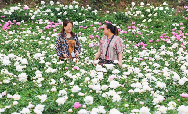 中江芍药