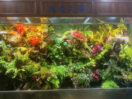 北京雨林缸
